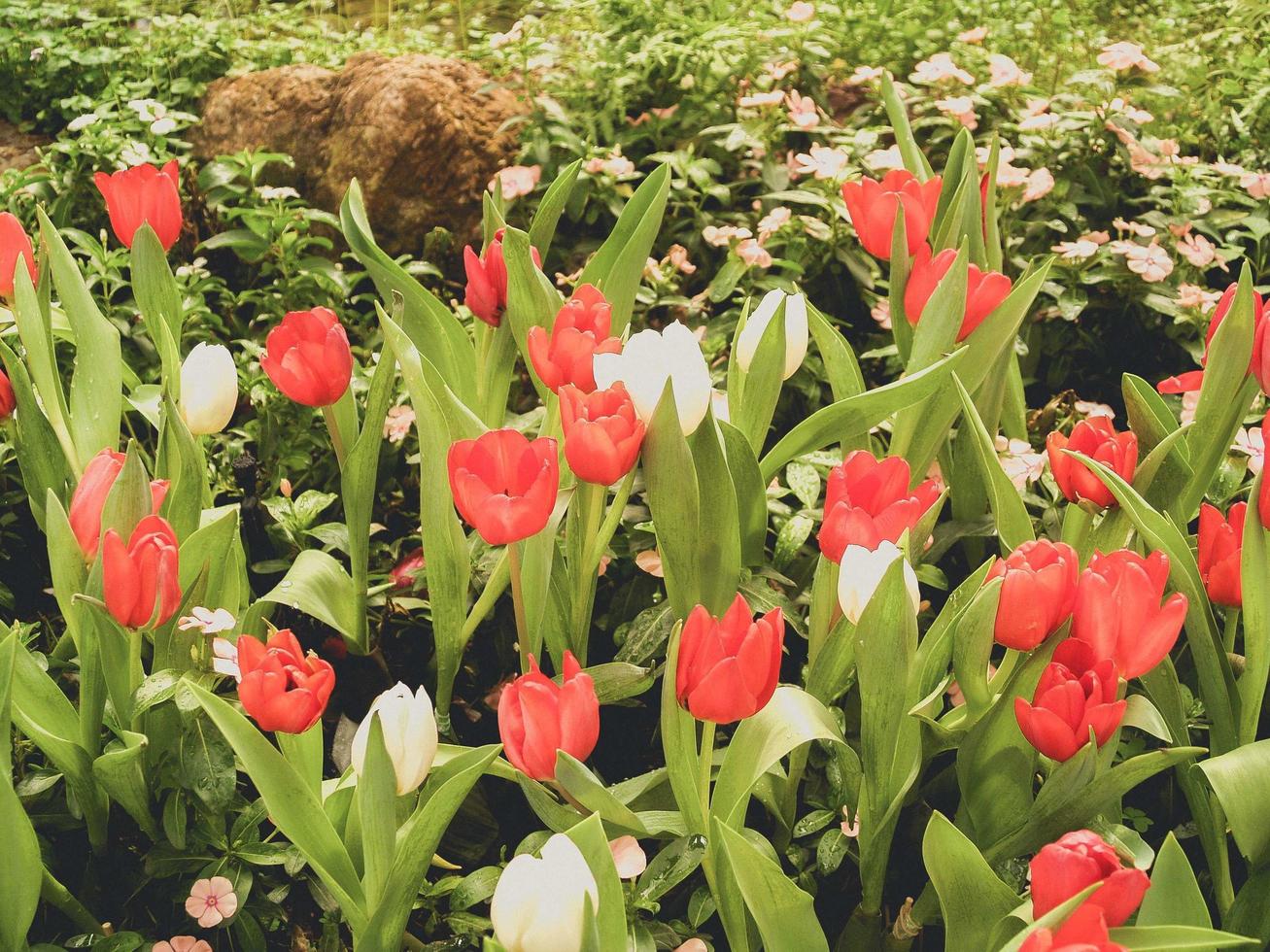 Tulips in the park photo