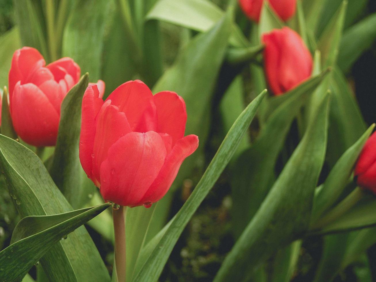 tulipanes en el parque foto