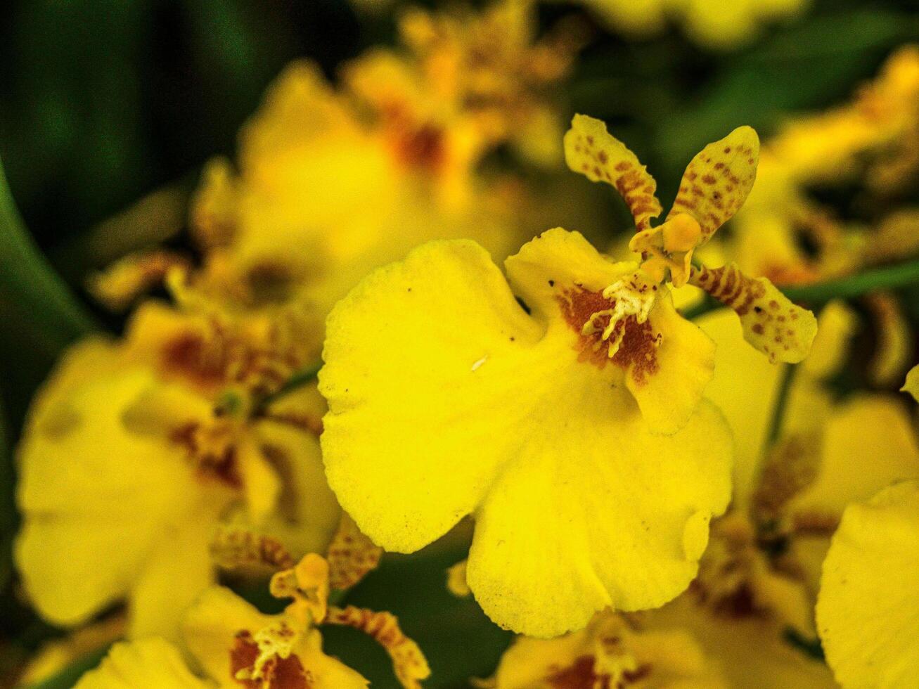 orquídea en la naturaleza foto