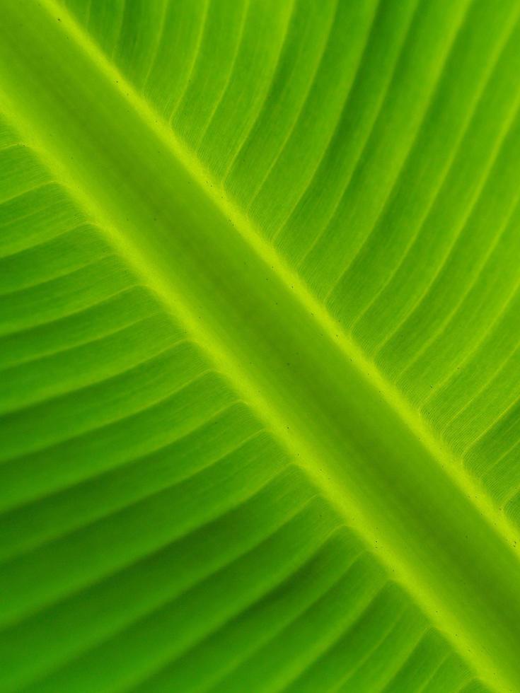 textura de fondo de hojas de plátano foto