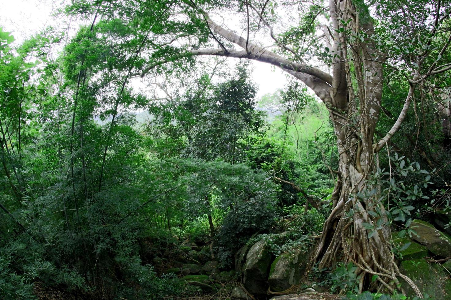 Pha Luang Waterfall Forest Park, Amphoe Si Mueang Mai, Ubon Ratchathani, Thailand photo