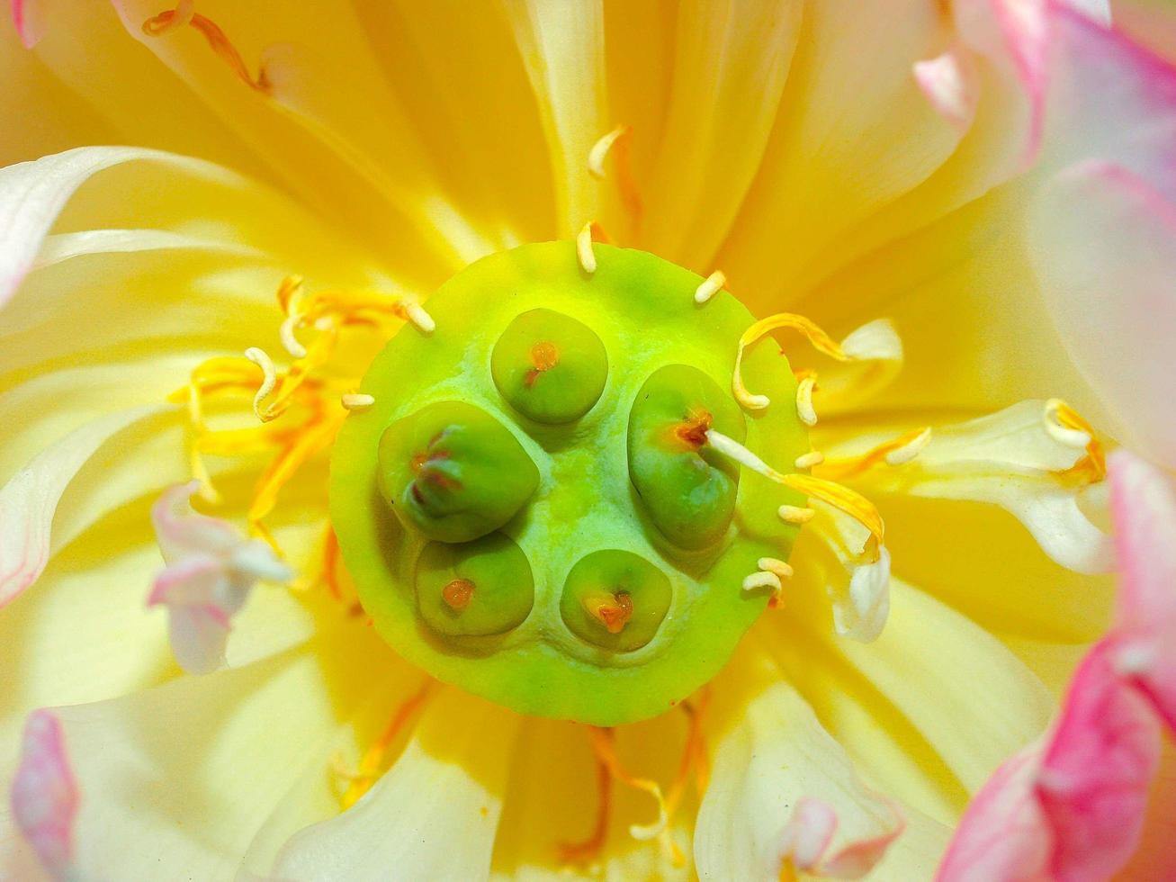 flor de loto en la naturaleza foto