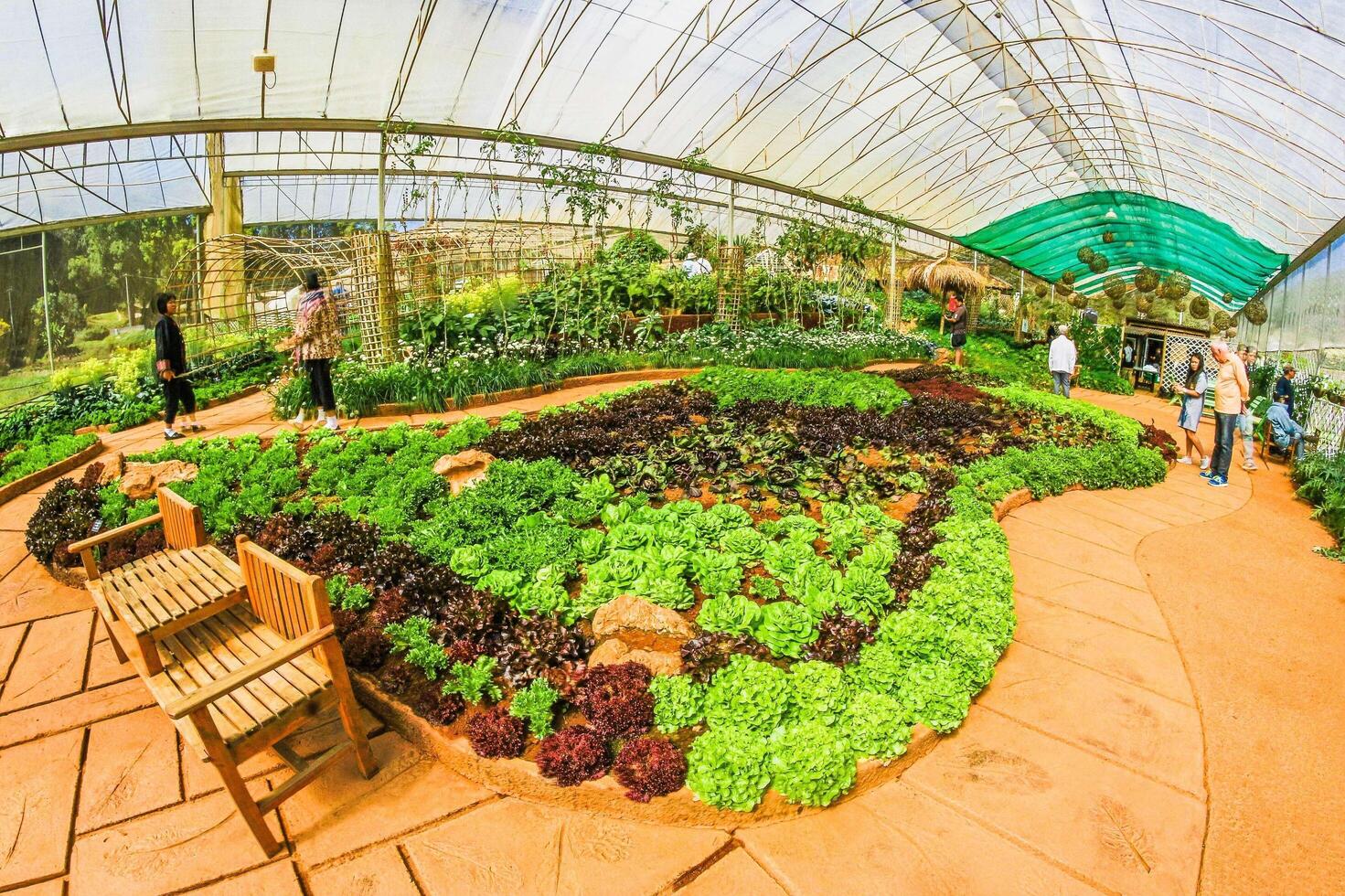 Botanical garden at Doi Ang Khang, Chiang Mai, Thailand photo