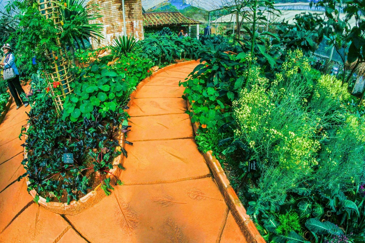 jardín botánico en doi ang khang, chiang mai, tailandia foto