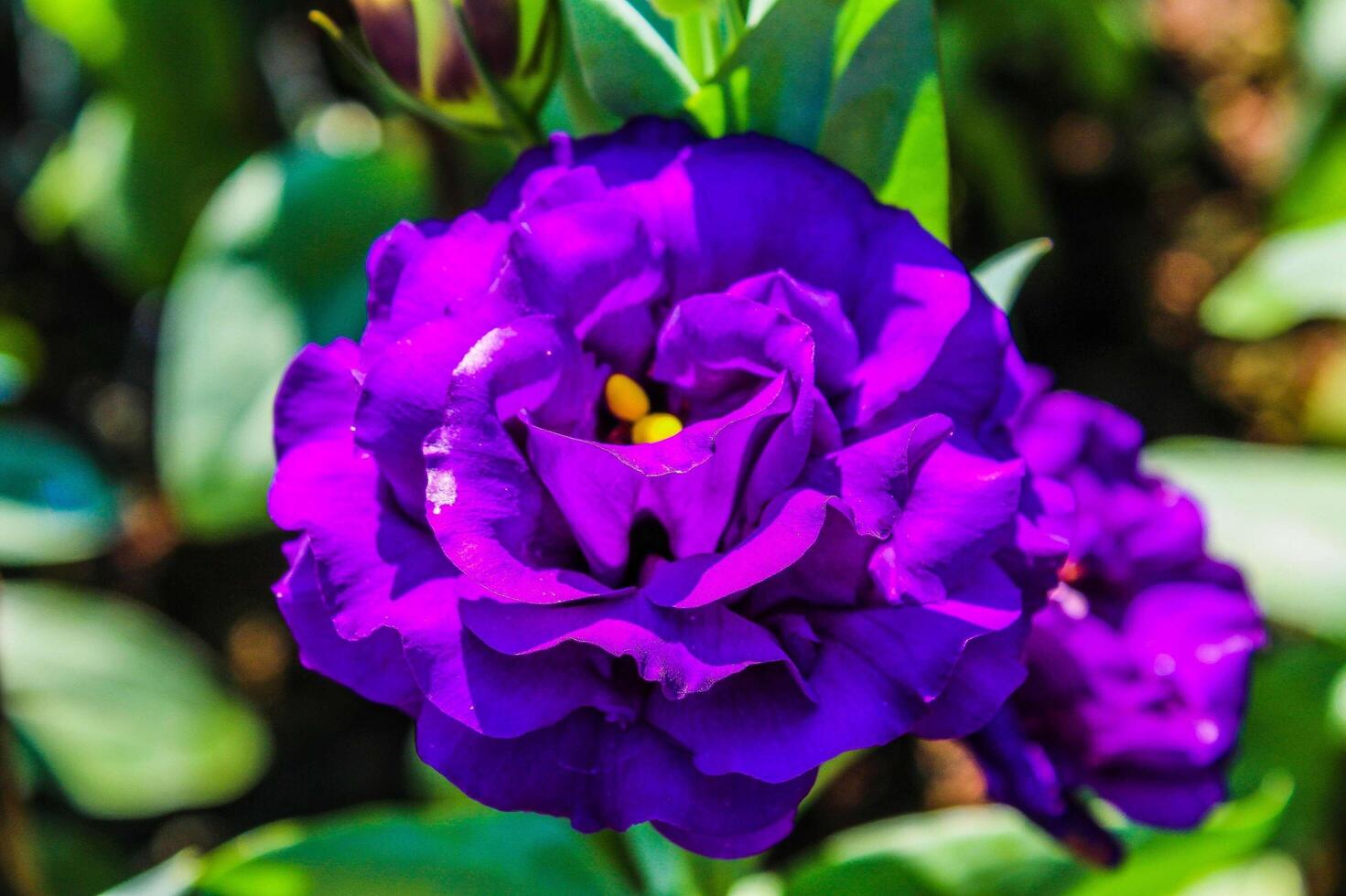 Flor en Doi Tung, Chiang Rai, Tailandia foto