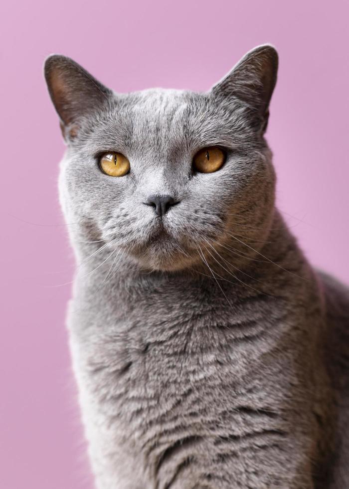 Grey cat with pink background photo