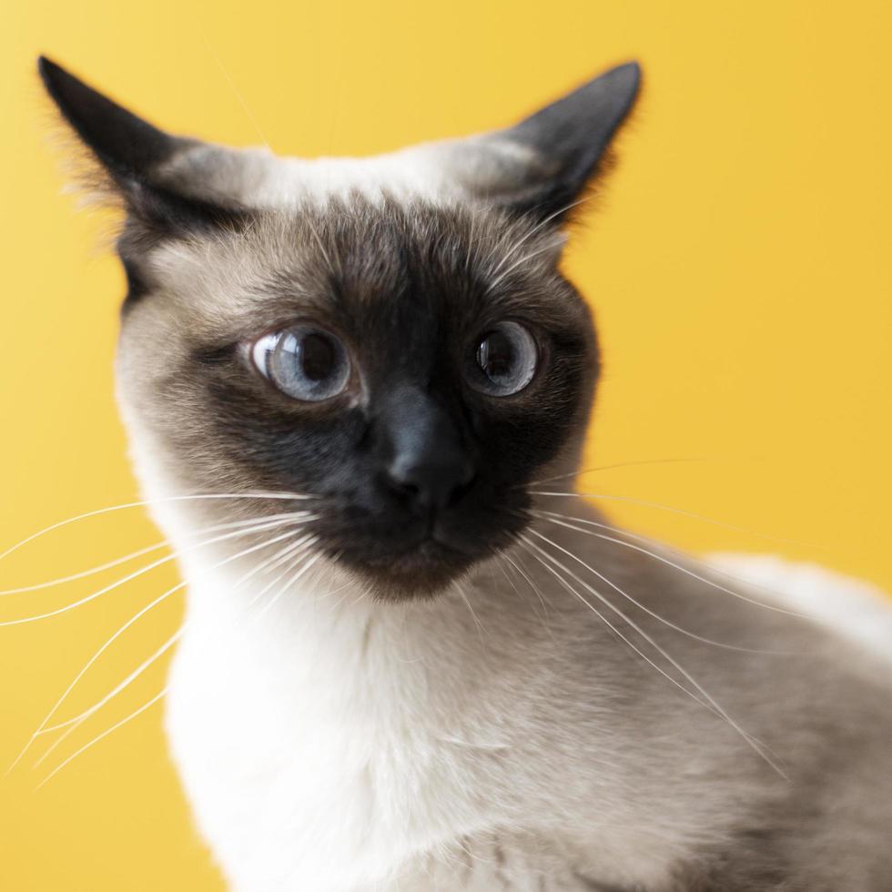 Cute Siamese cat on yellow background photo