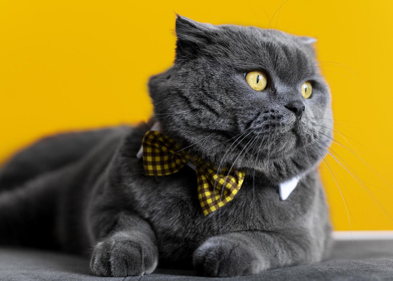 Cute grey cat wearing yellow bowtie photo