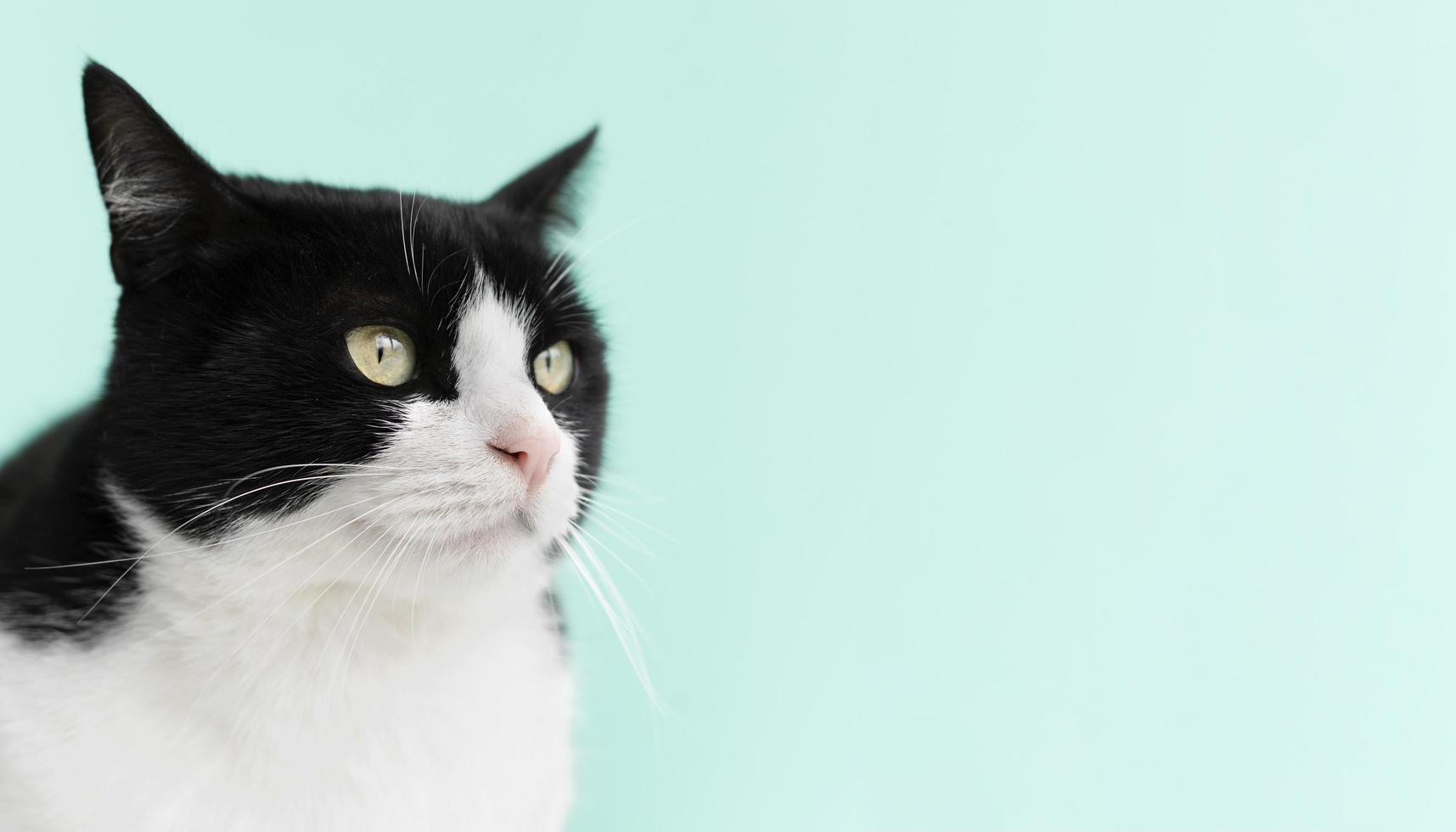 gato blanco y negro de cerca foto