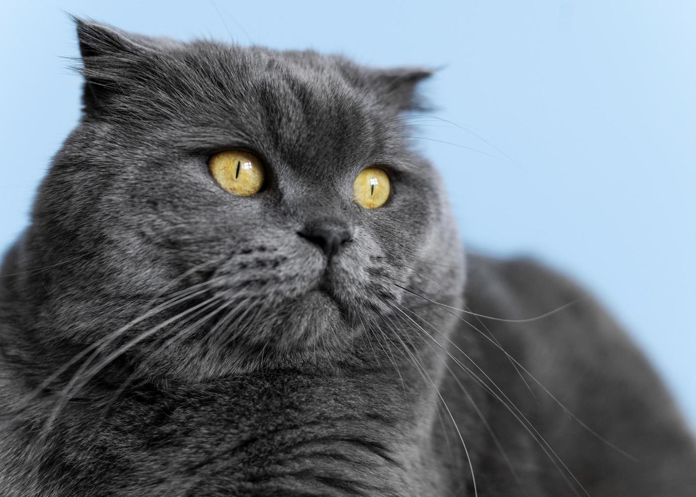 lindo gato gris sobre fondo azul foto
