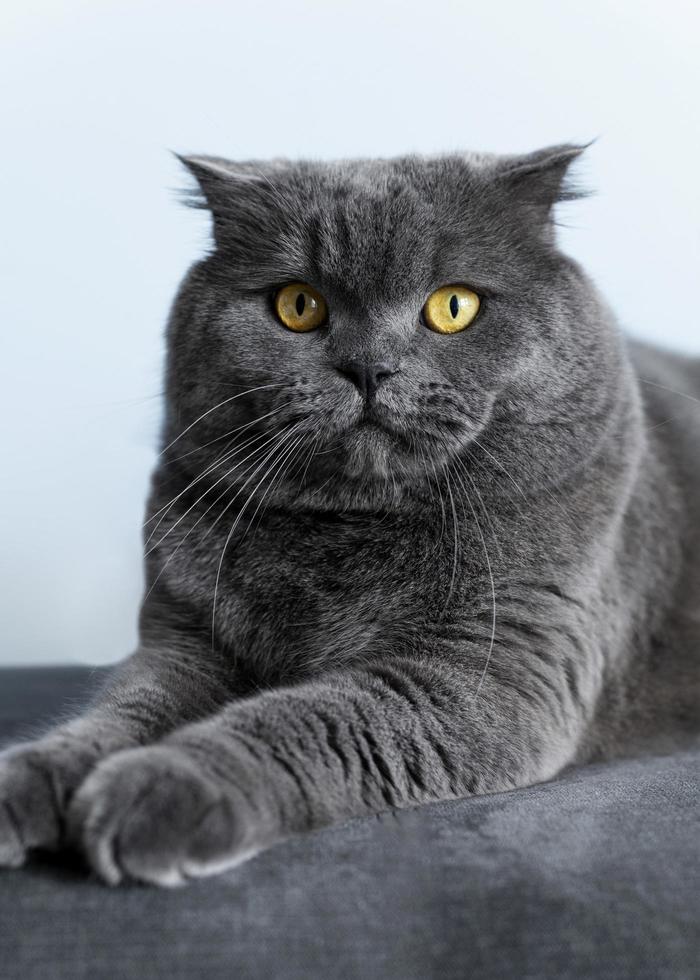 lindo gato gris acostado foto