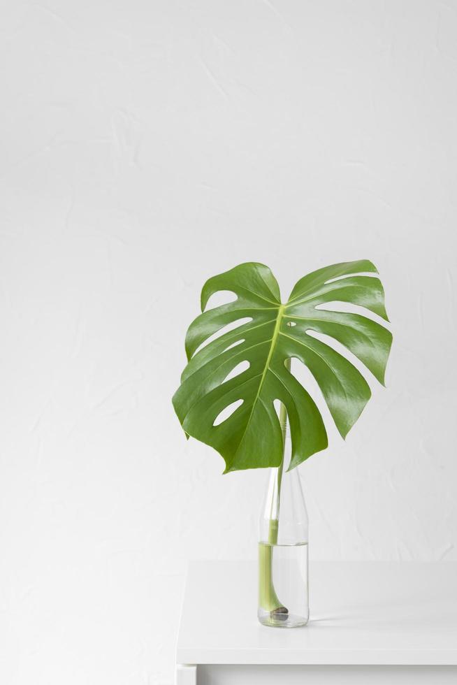 planta monstera en propagación foto