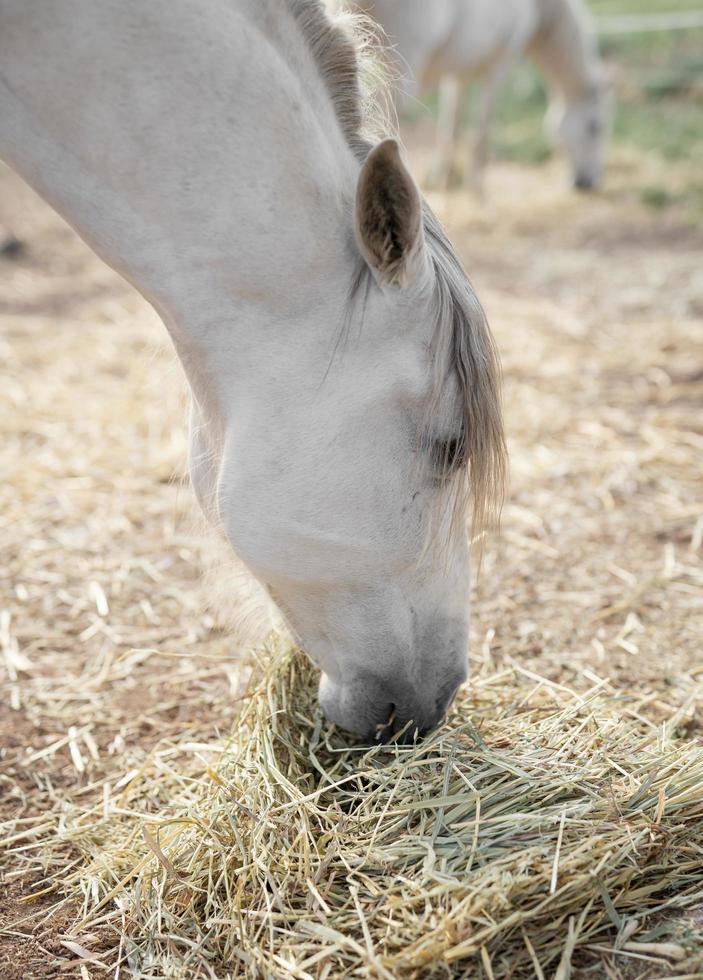 Side view of horse eating hay at the farm photo