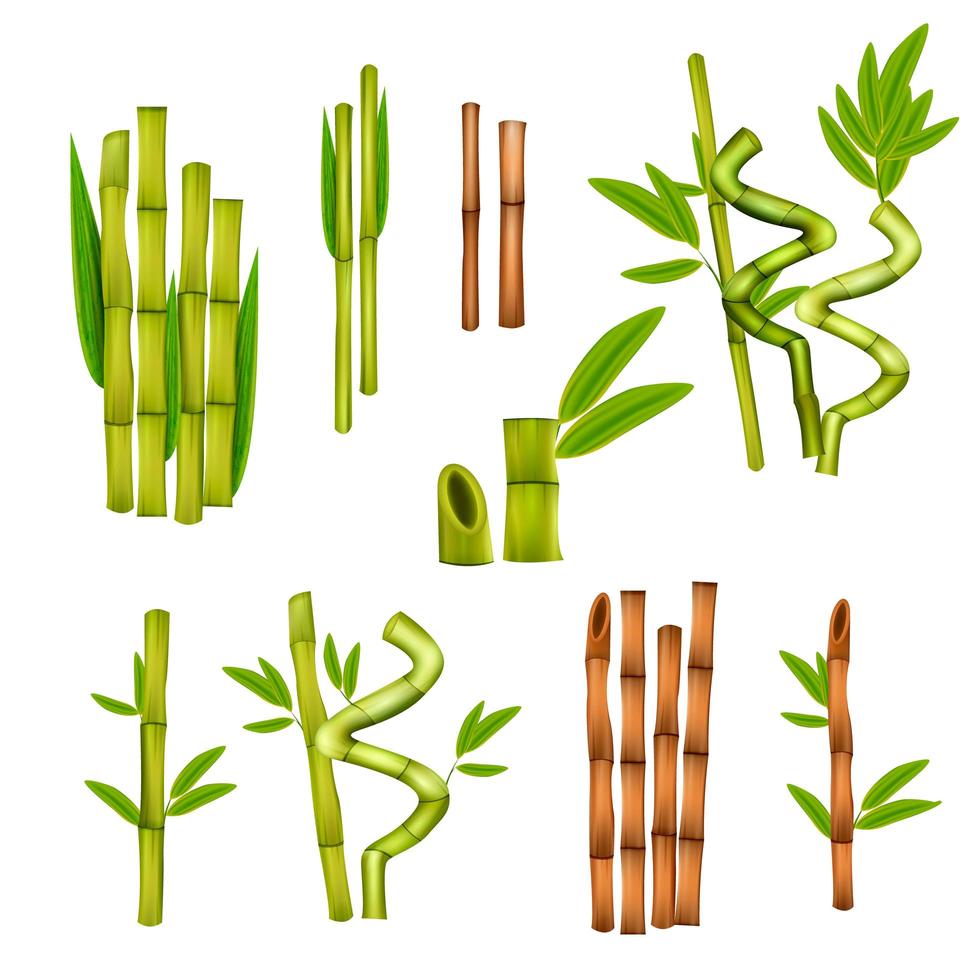 Bamboo Realistic Set Vector Illustration