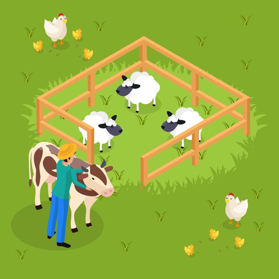 Cattle Farming Isometric Composition Vector Illustration