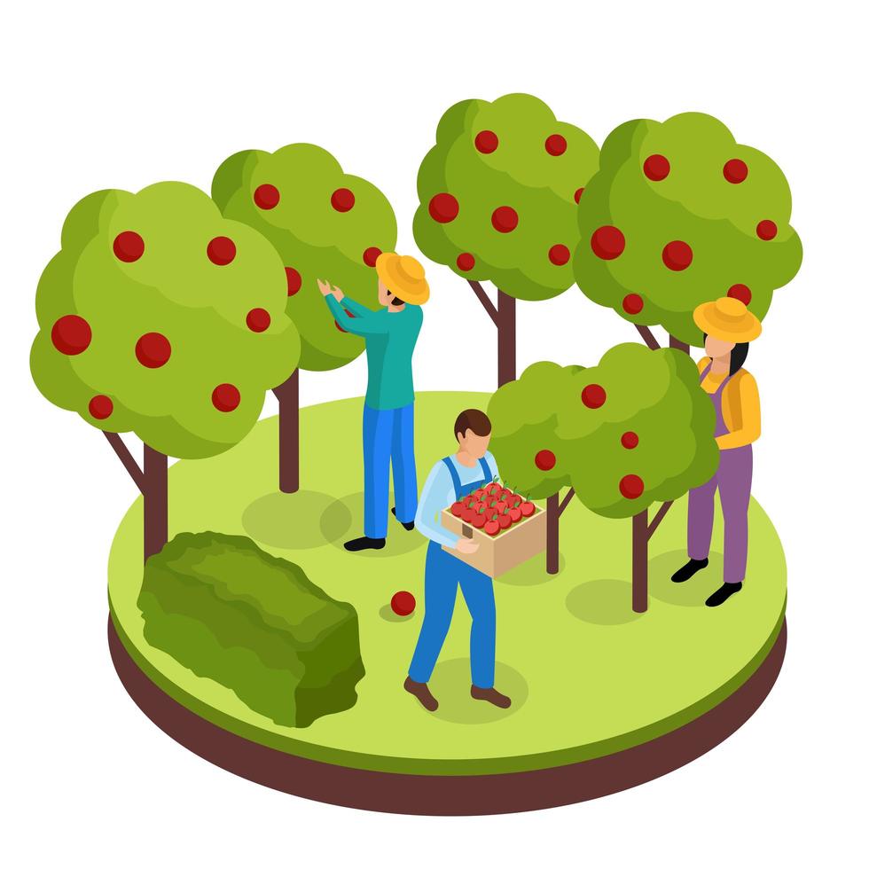 Fruit Harvesting Isometric Composition Vector Illustration