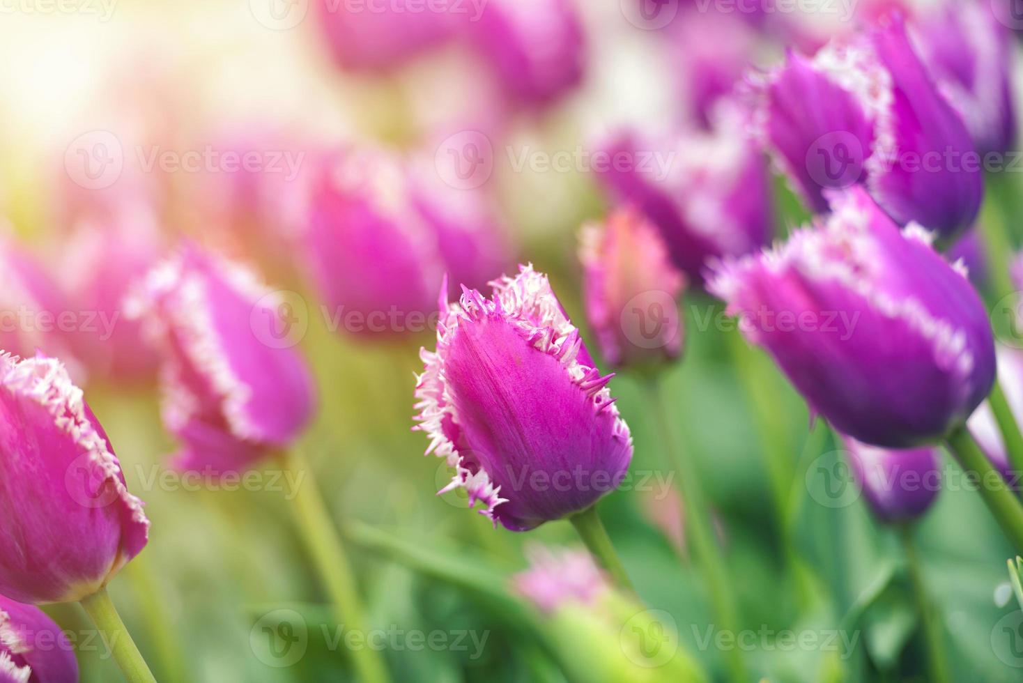 campo de tulipanes de colores foto