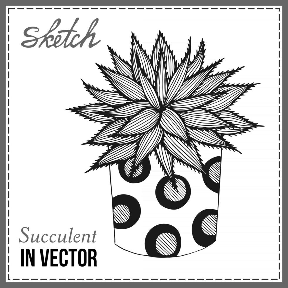 SUCCULENT ISOLATED ON A WHITE BACKGROUND vector