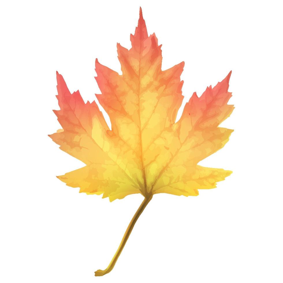 Realistic maple leaf isolated on white background vector