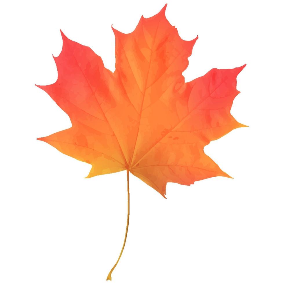 Realistic maple leaf isolated on white background vector