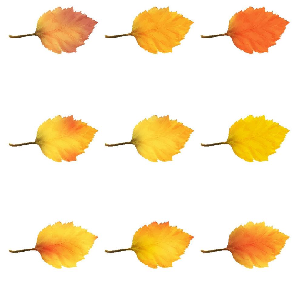 hojas de aliso realistas en colores cambiantes de otoño vector