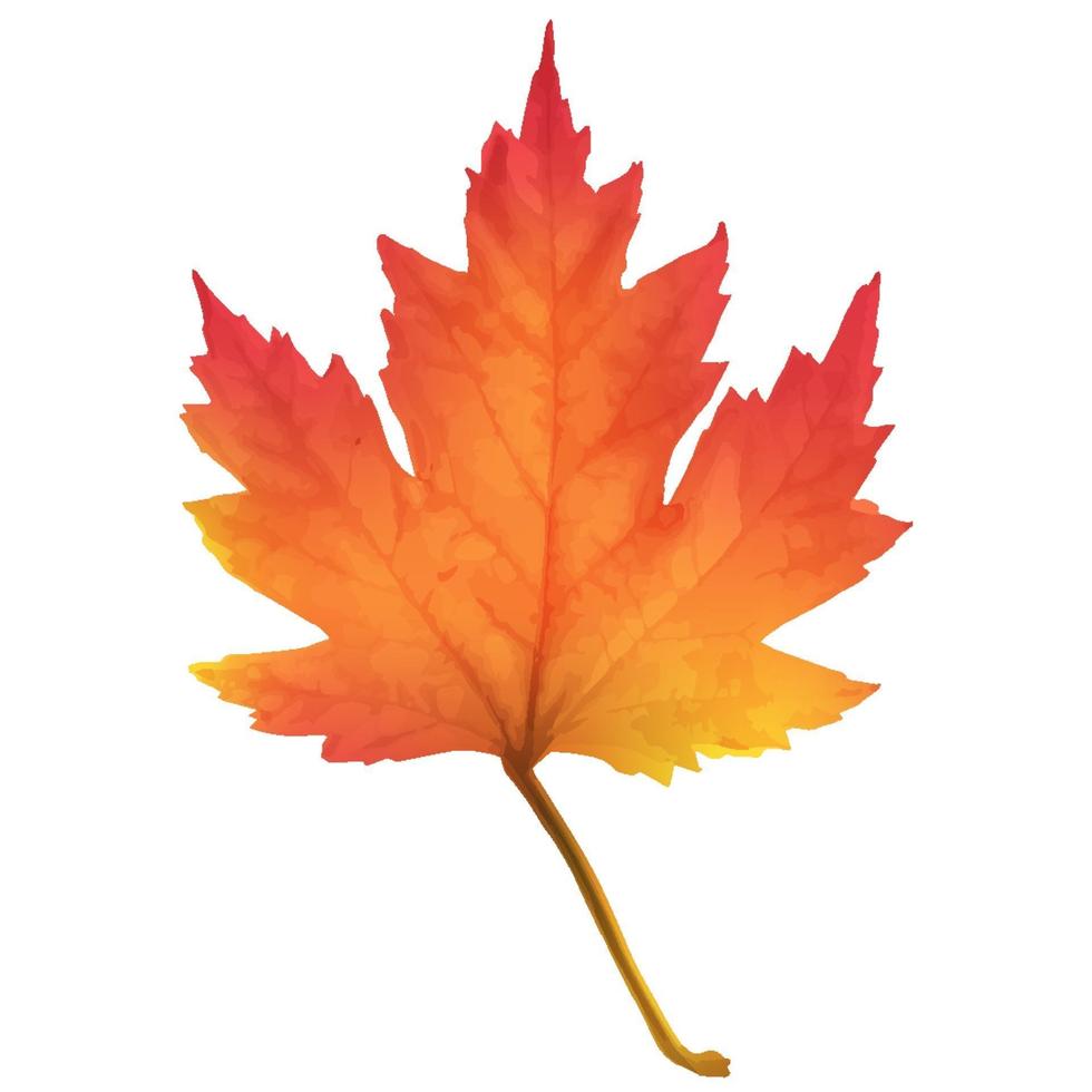 Realistic maple leaf isolated on white background vector