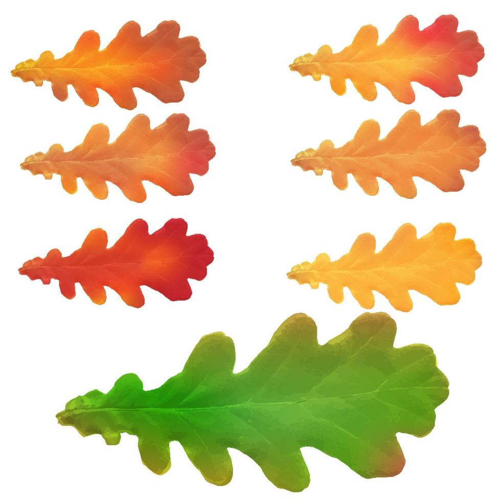 Oak leaves isolated on a white background vector