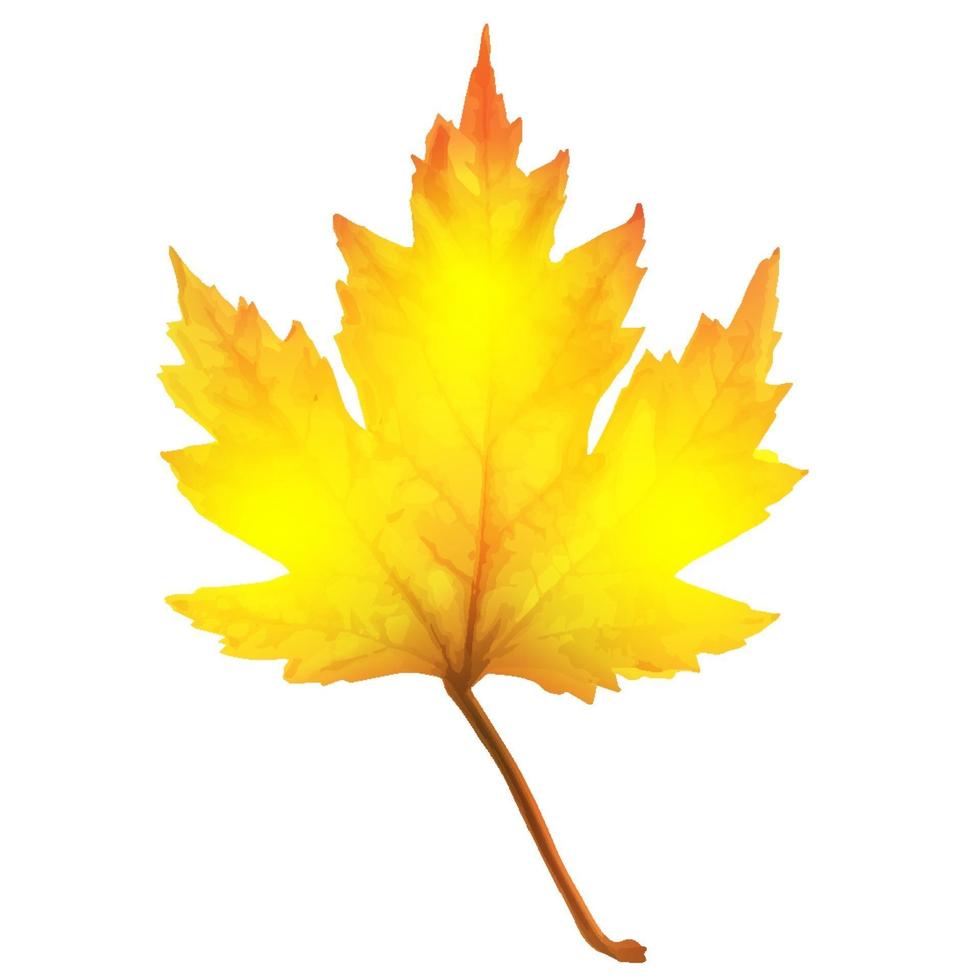 Realistic maple leaf isolated on white background vector