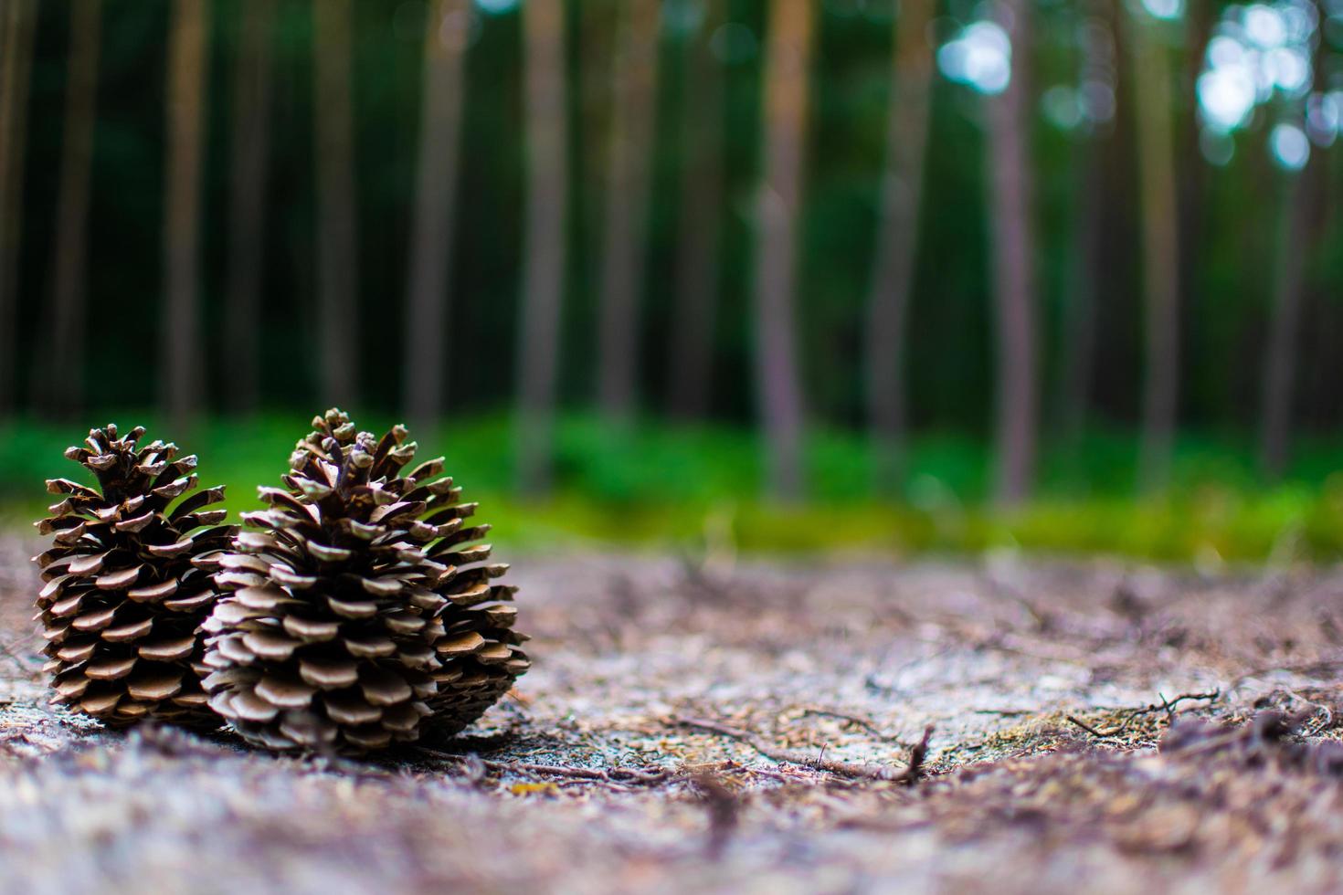 tres conos en el suelo en el bosque foto