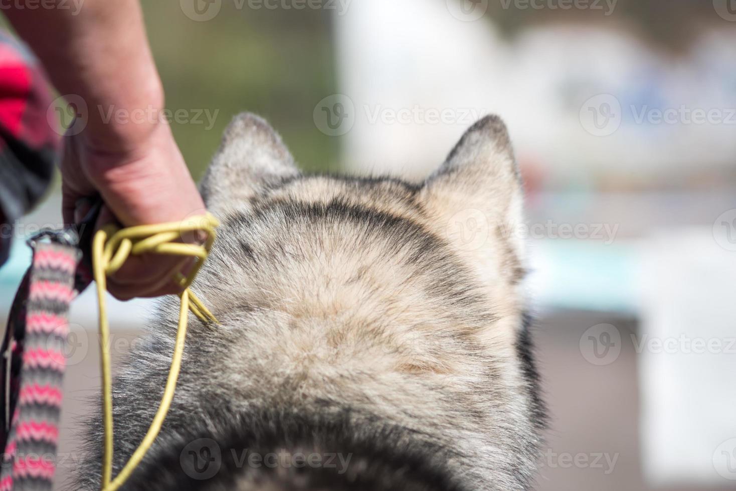 Head of a big dog photo