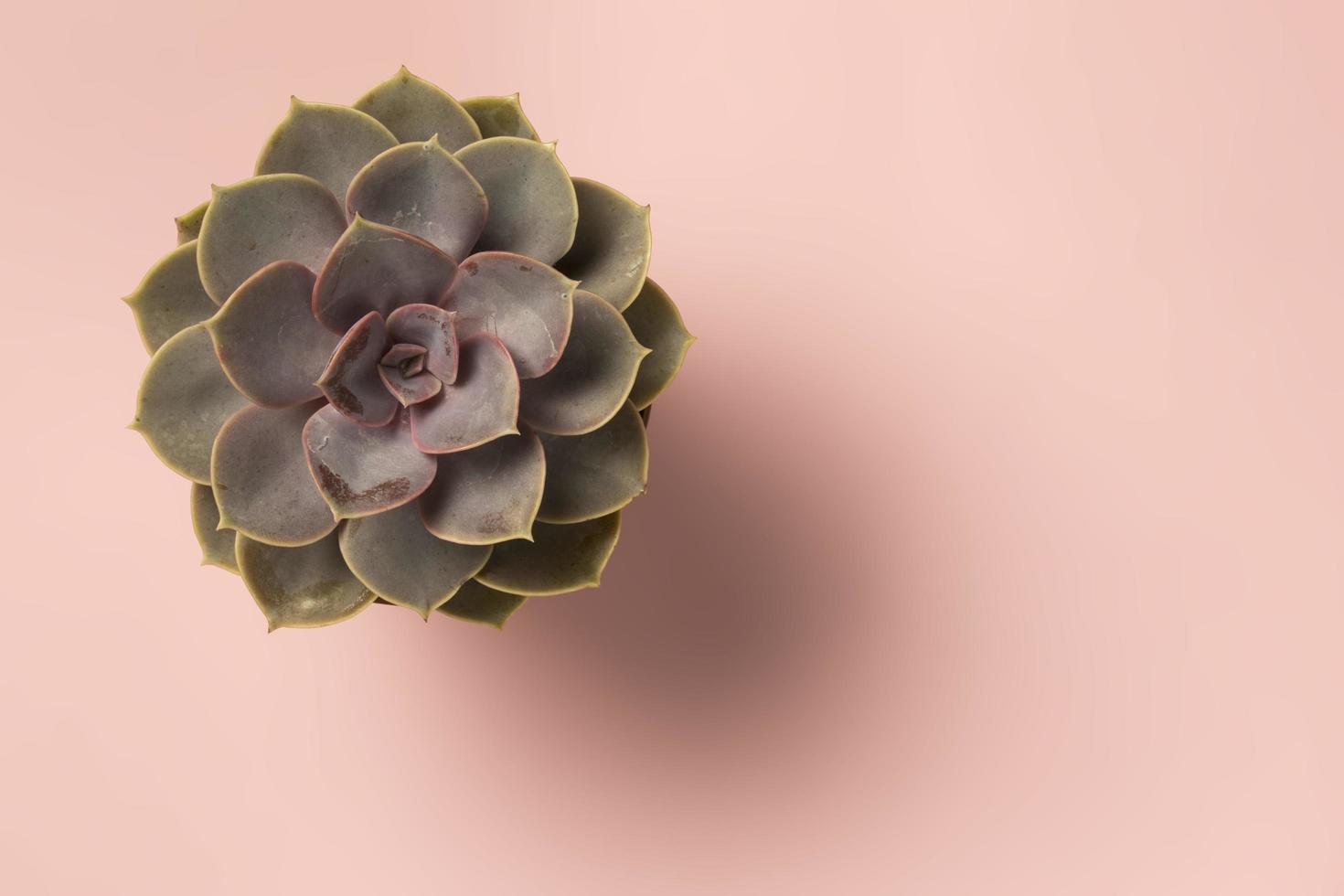 Hermoso patrón de suculentas verdes aisladas sobre fondo rosa plano laico foto