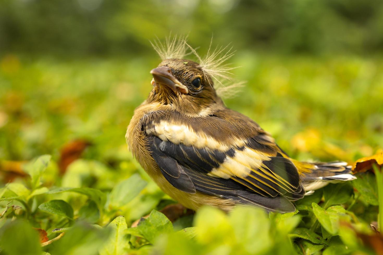 pajarito con un peinado punk separado de su madre y sintiéndose perdido en la hierba foto