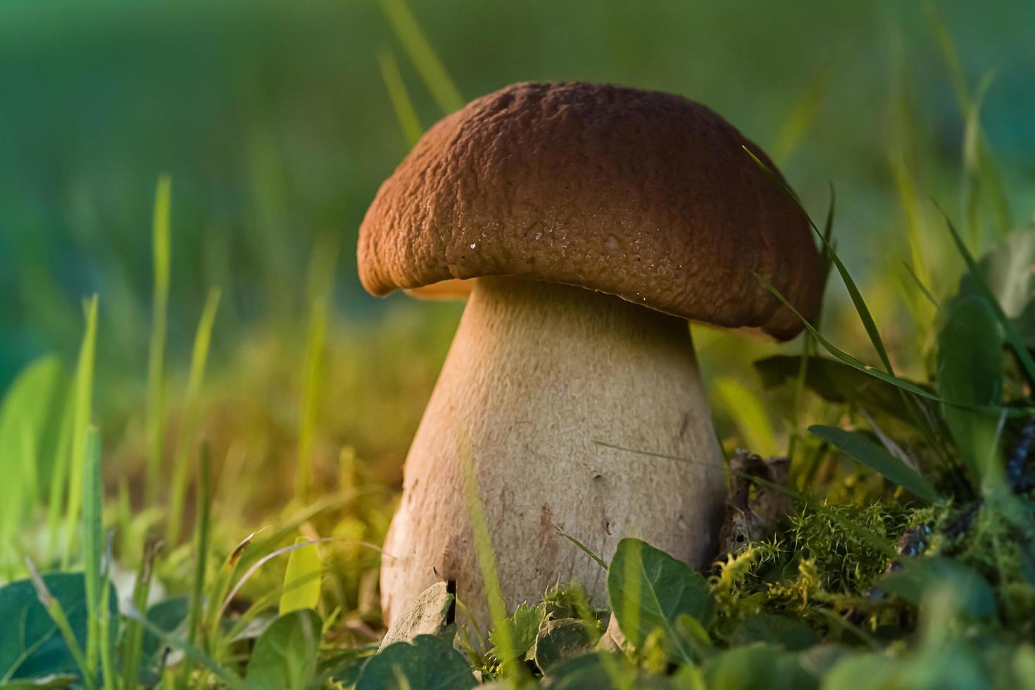 Edible bolete fungi mushrooms in autumn forest photo
