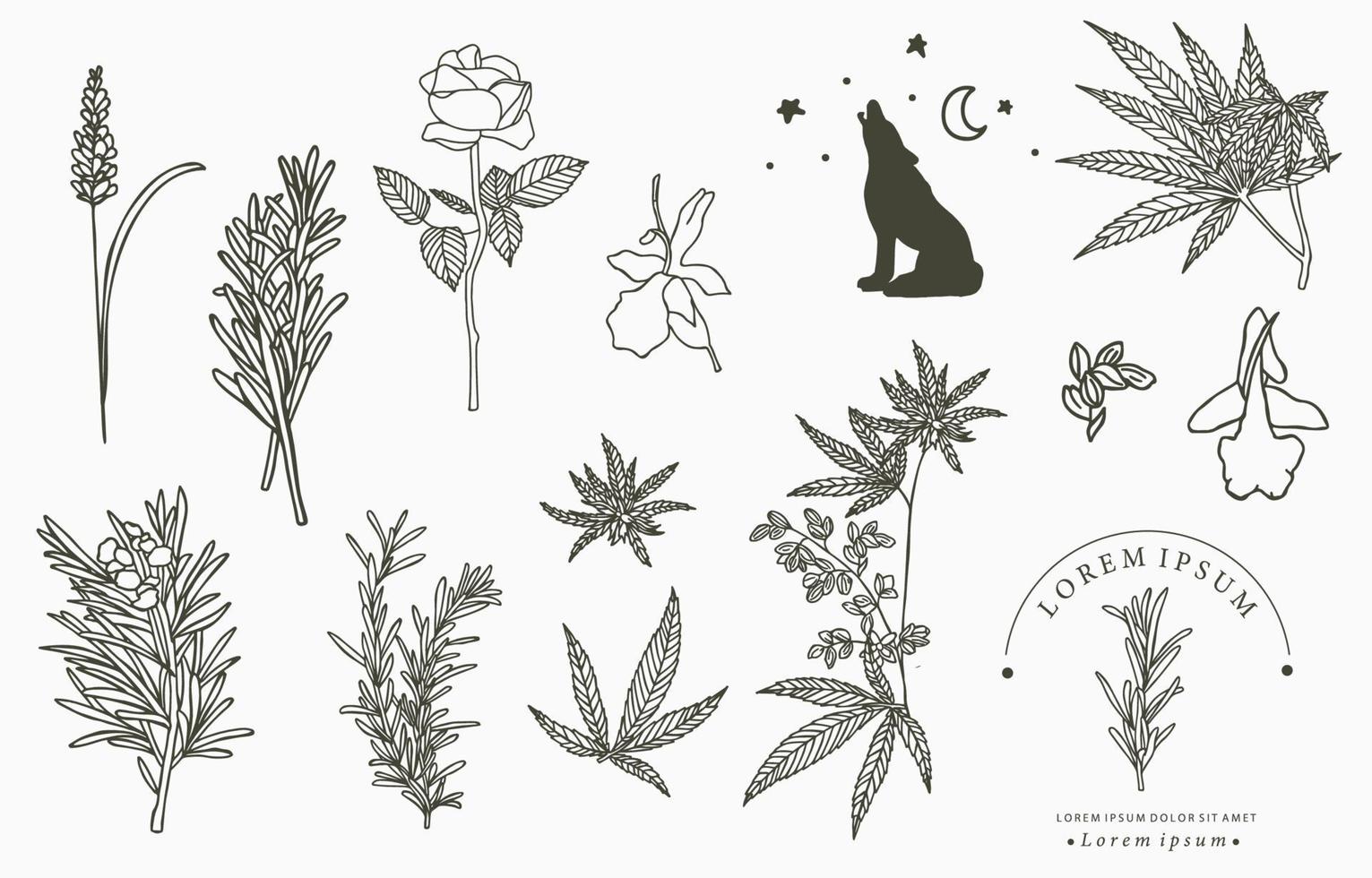 colección de hierbas de línea con romero, lavanda, cannabis.Ilustración de vector para icono, pegatina, imprimible y tatuaje