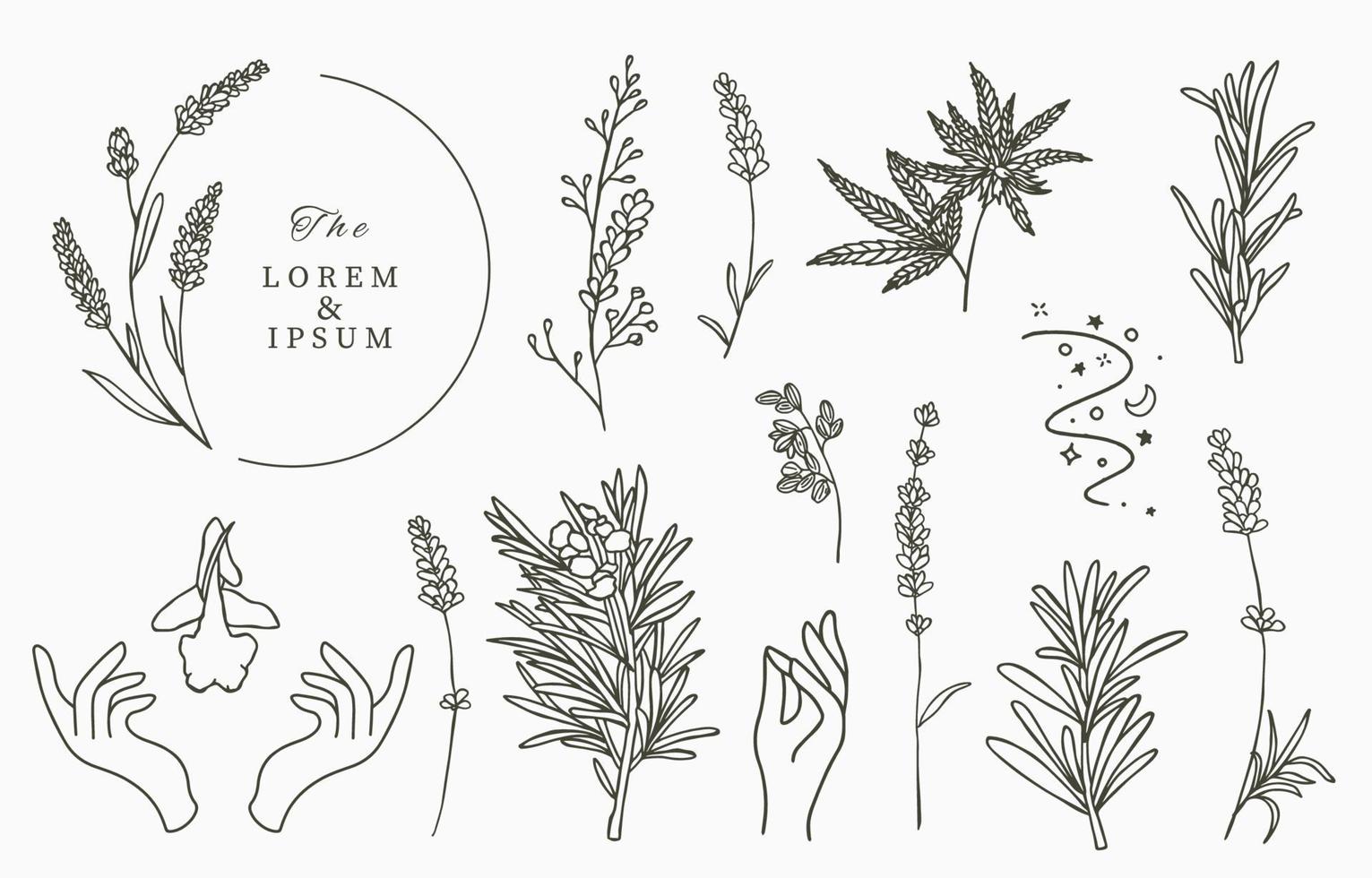 Line herbal collection with rosemary vector