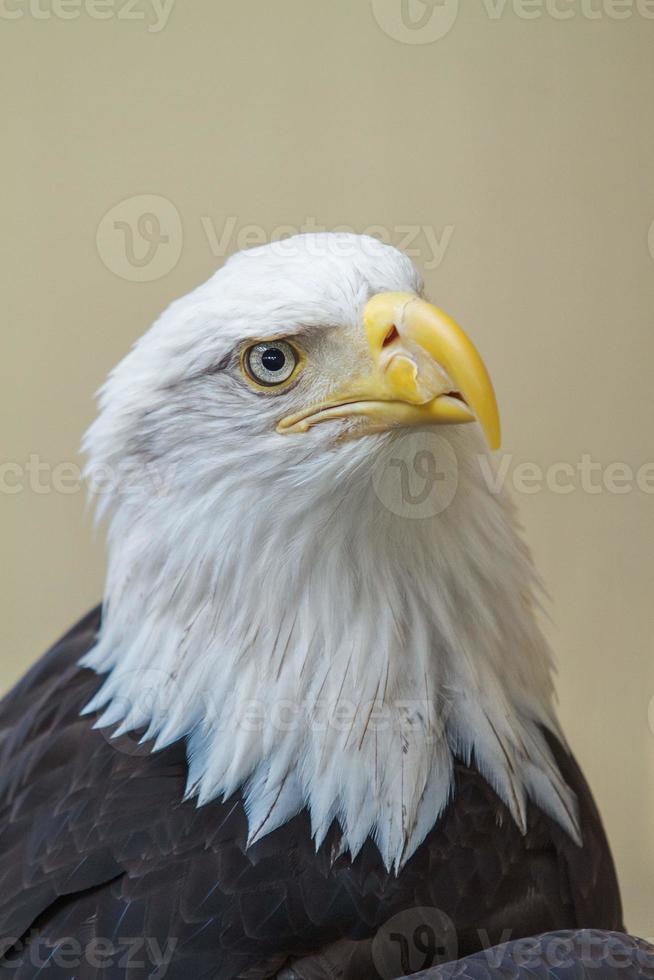 Cerca de la cabeza del águila calva Haliaeetus leucocephalus foto