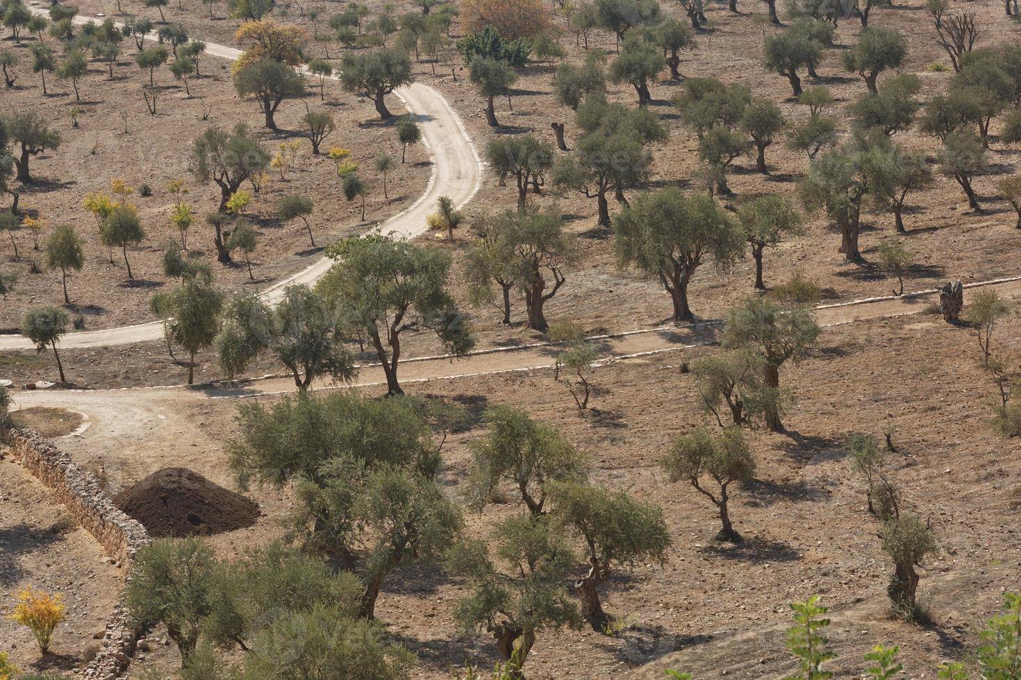 Olive trees on Mount of Olives in Jerusalem in Israel during hot summer day photo