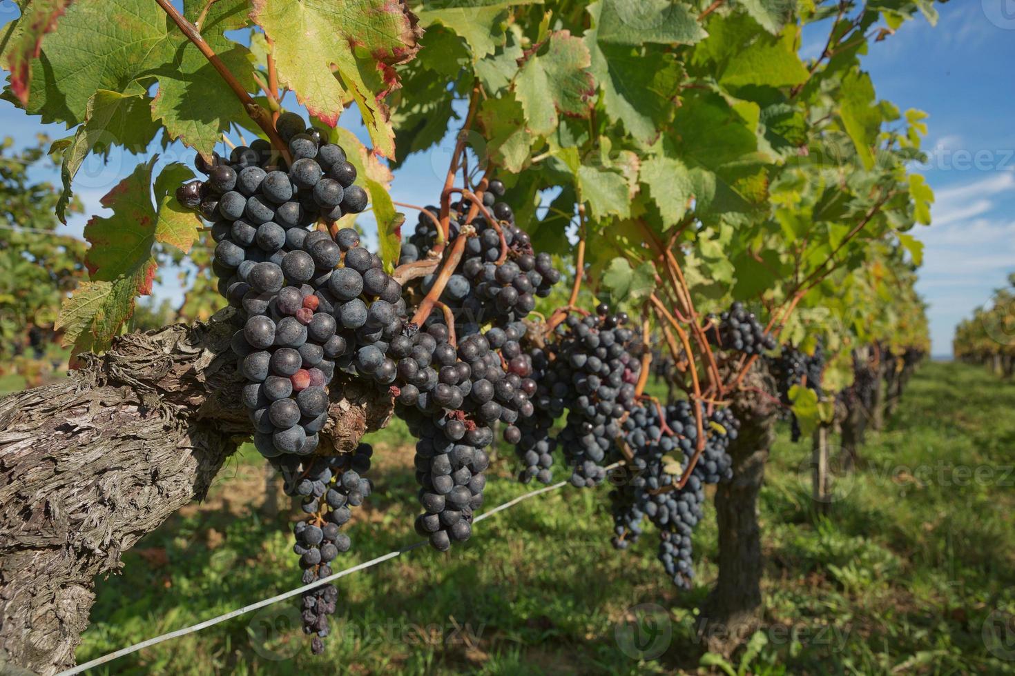 Uvas en el viñedo en el sur de Francia en la Provenza foto