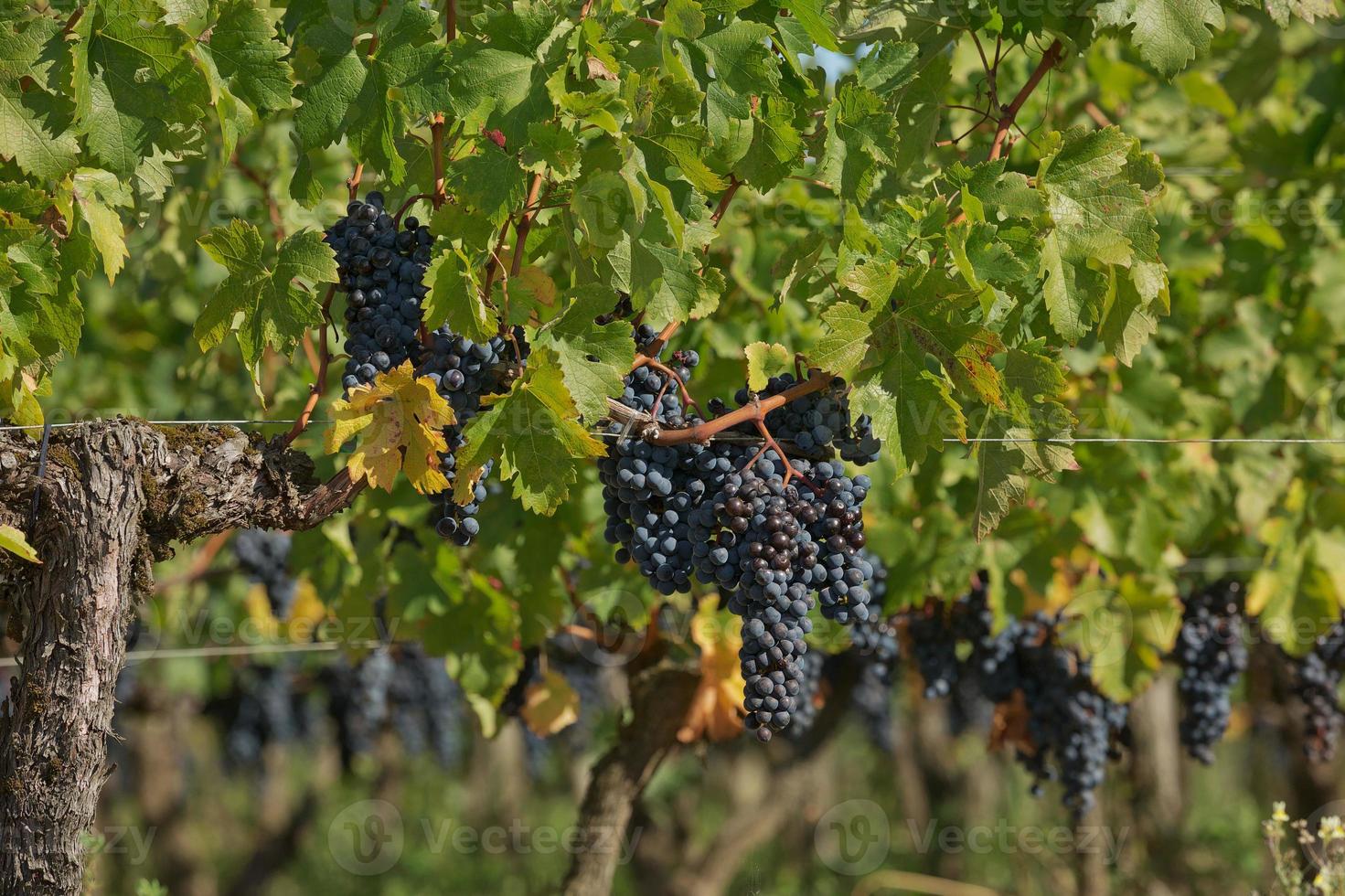 Uvas en el viñedo en el sur de Francia en la Provenza foto