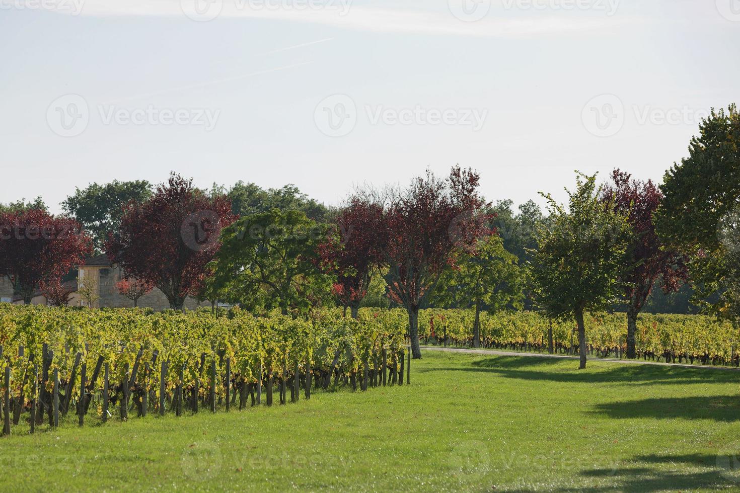 Grapes in the vineyard in the south of France in the Provence photo