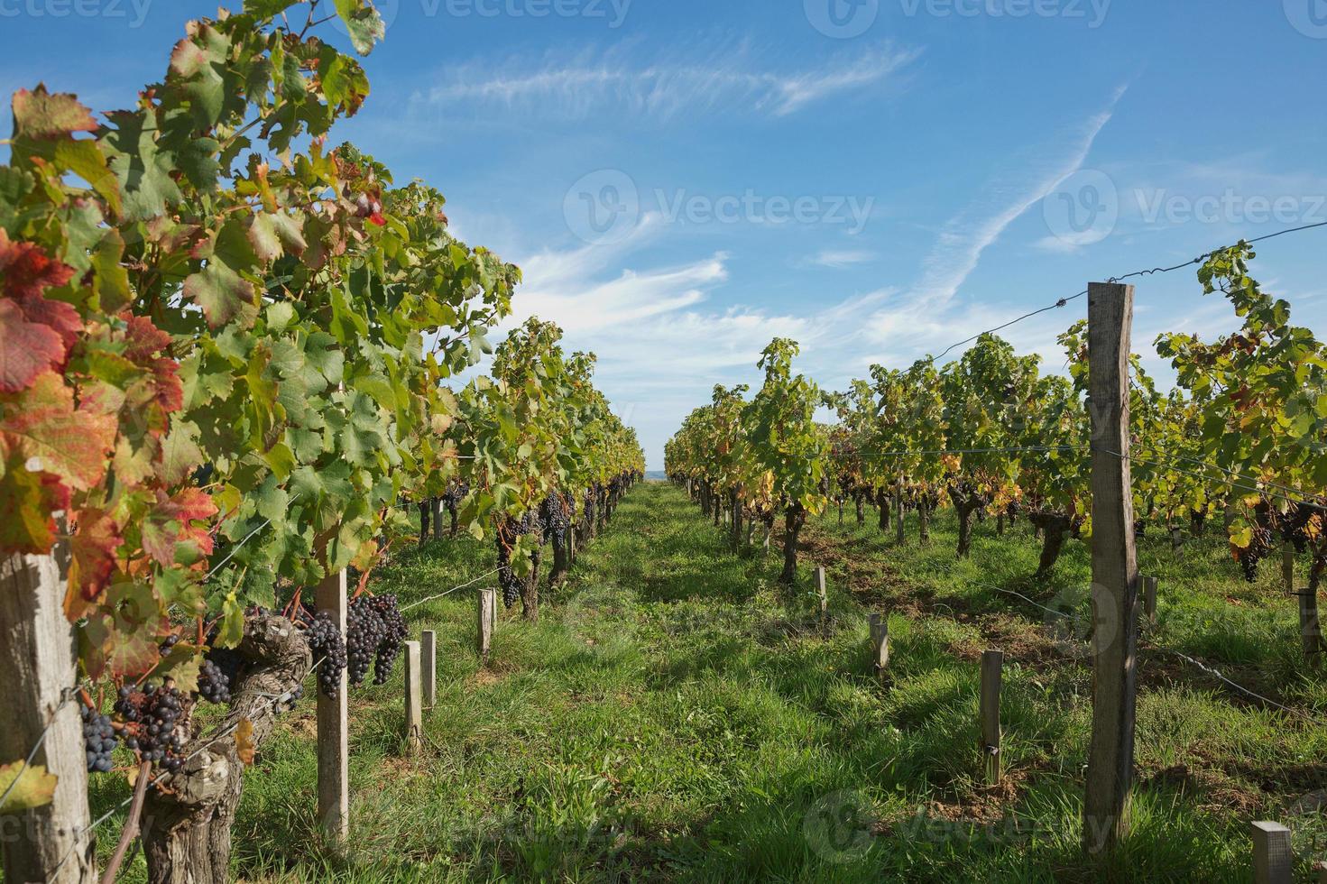 Uvas en el viñedo en el sur de Francia en la Provenza foto