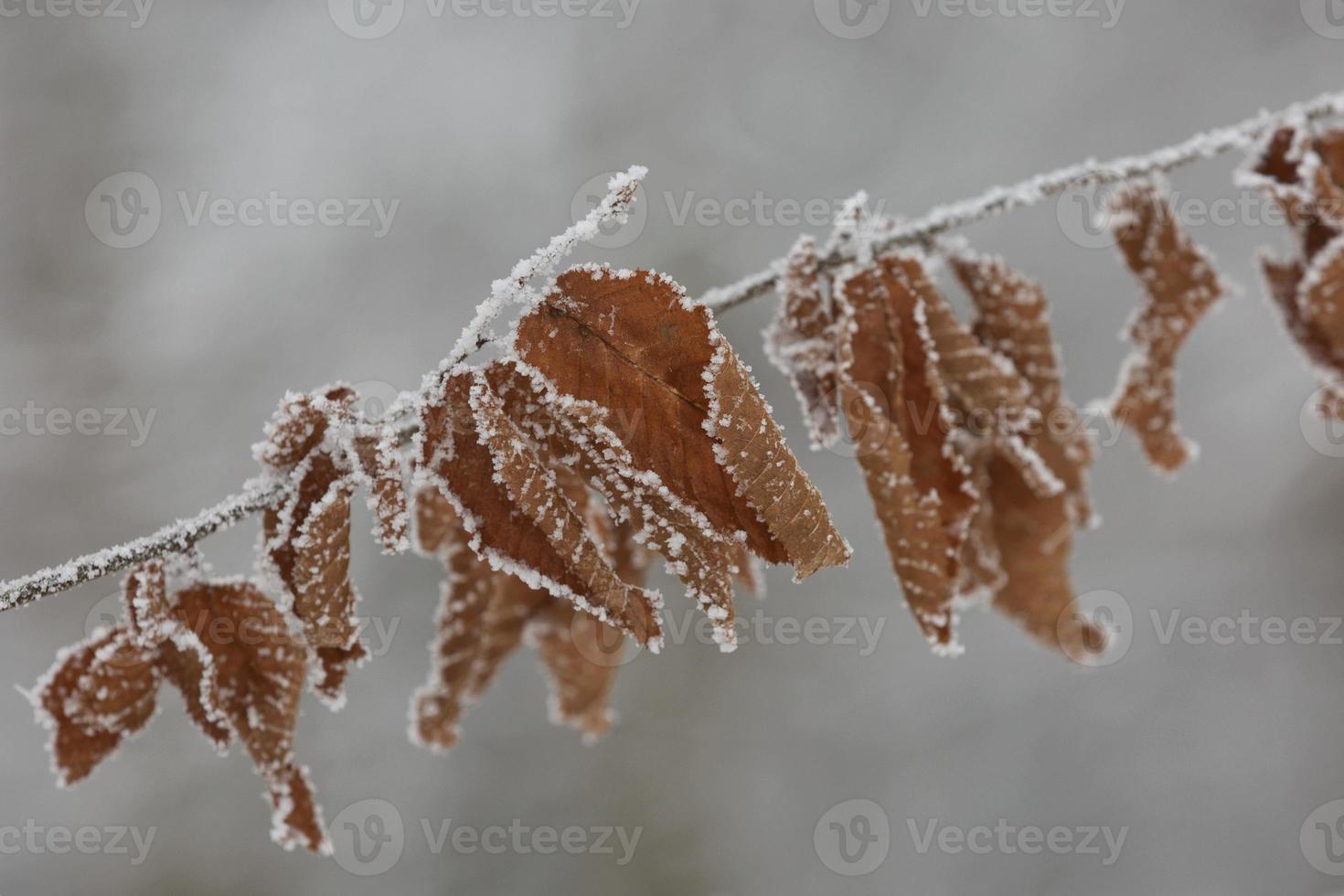 hojas heladas de invierno de cerca con la nieve aislada foto