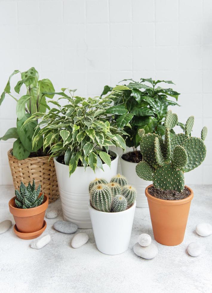 Different house plants on the table photo