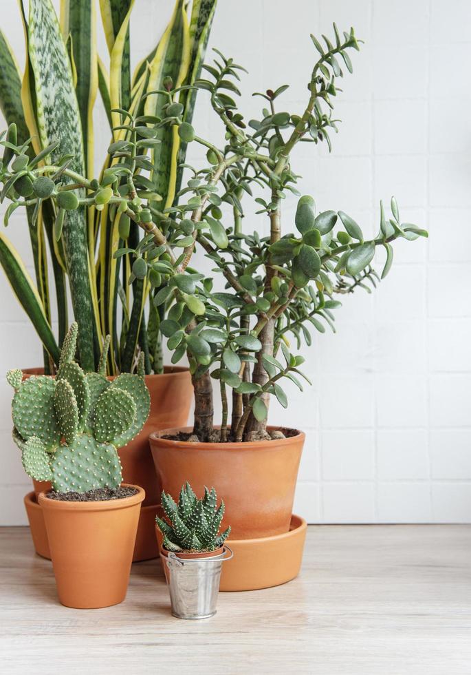 cactus sansevieria plantas de interior foto