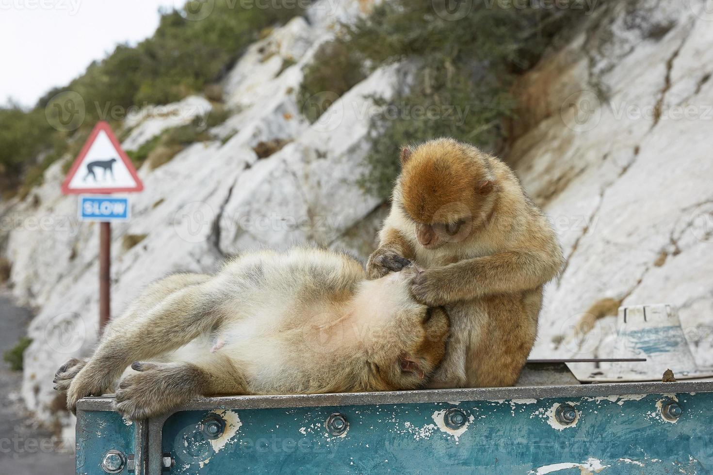 Pareja de monos macacos de Berbería de Gibraltar foto