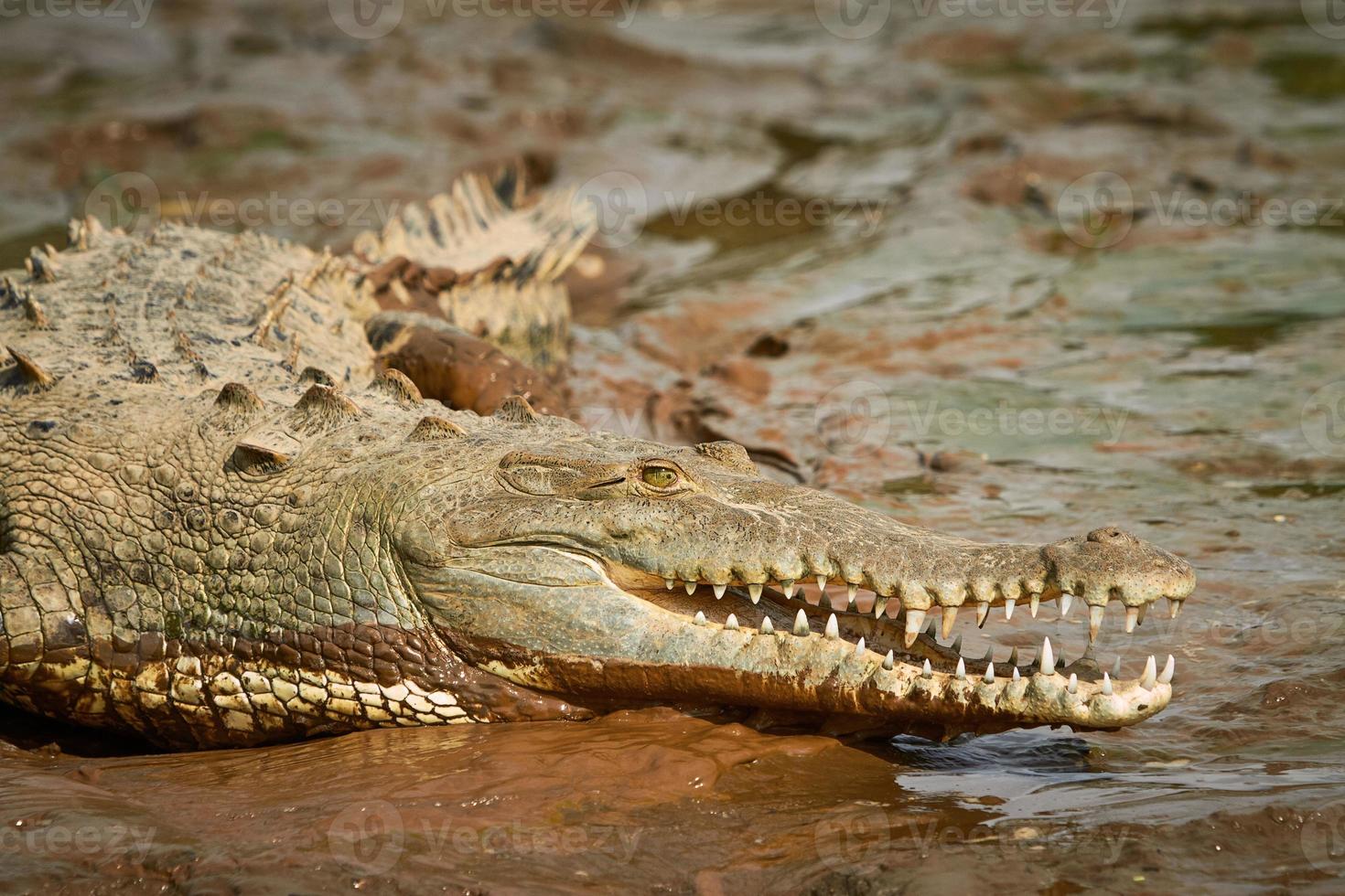 Crocodile with open mouth laying in the mud at the edge of river photo