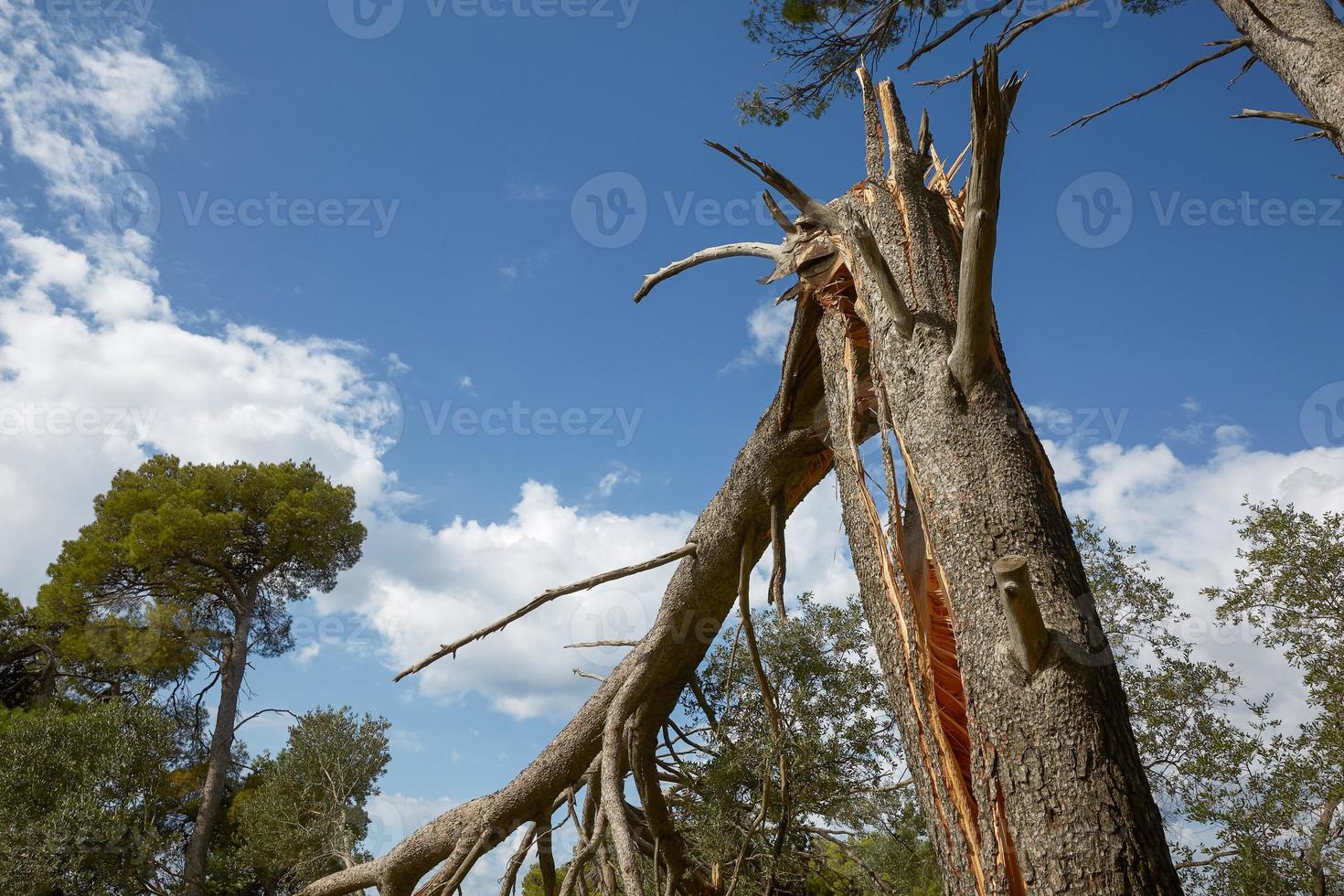 daños por tormenta y árbol roto en el bosque foto