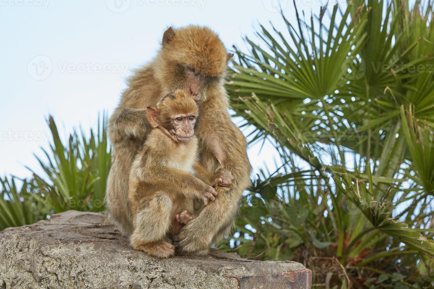 Madre y bebé de los monos macacos de Berbería de Gibraltar. foto