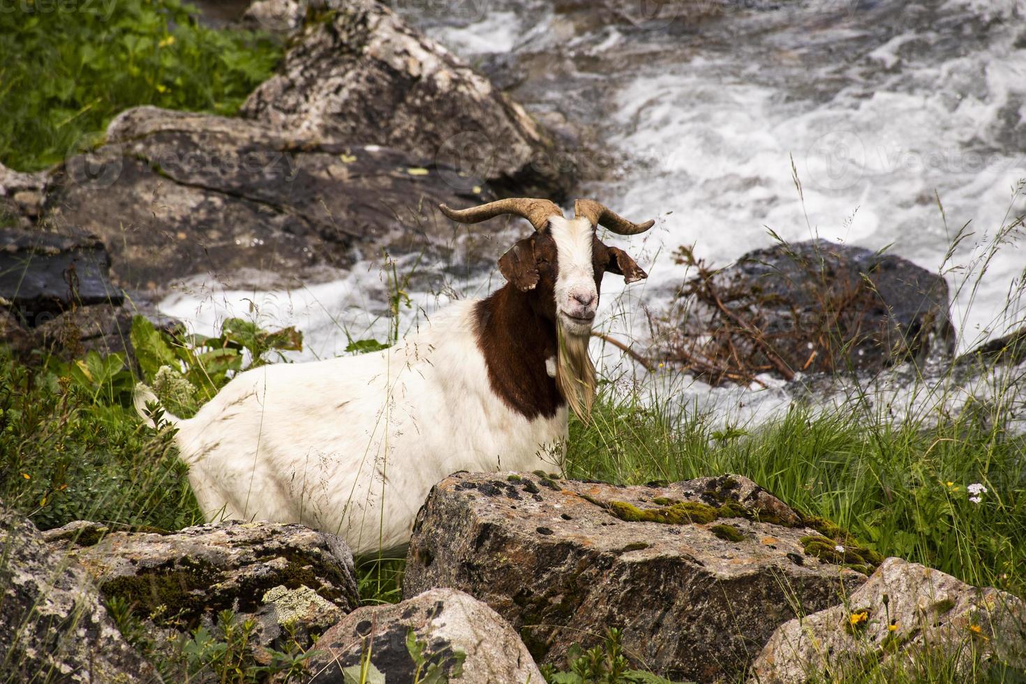 Goats graze in the meadows of south Tyrol photo