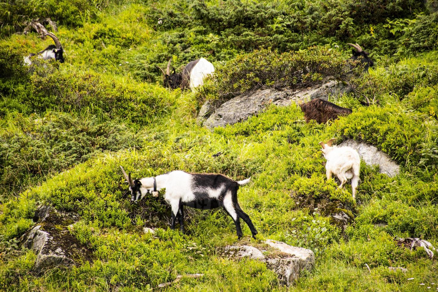 Goats grazing in the meadows of south Tyrol photo